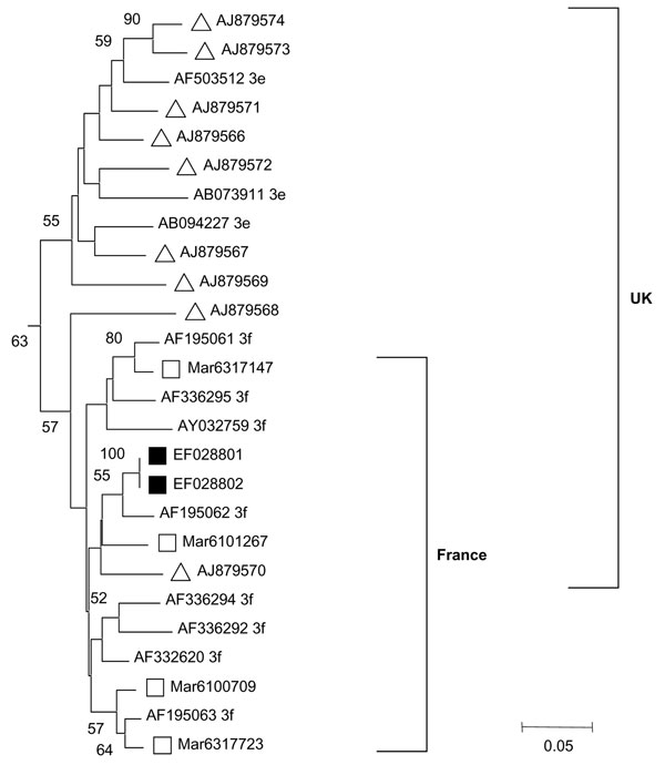 Outline of phylogenetic tree (complete figure available online, http://www.cdc.gov/EID/13/4/zzz-T.htm) constructed by the neighbor-joining method on the basis of partial nucleotide sequences of the open reading frame (ORF) 2 region of hepatitis E virus (HEV) genome obtained from the blood donor and the blood recipient, with sequences of other local HEV strains previously identified, and published HEV sequences. Local HEV sequences were obtained after reverse transcription–PCR amplification that used SuperScript One-Step RT-PCR System (Invitrogen Life Technologies with in-house protocols that used outer primers HevMrsFwd1: 5’-AATTATGCYCAGTAYCGRGTT-3’, 5663 nt (primer location is defined in reference to GenBank sequence accession no. NC_001434); HevMrsRev1: 5′-CCTTTRTCYTGCTGRGCATTCTC-3’, 6393, then inner primers HEVMrsFwd2 5’-GTWATGCTYTGCATACATGGCT-3’, 5,948 and HevMrs2Rev2: 5’-AGCCGACGAAATCAATTCTGT-3’, 6,295, to obtain a fragment of 347 bp. PCR fragments were purified then directly sequenced by using the inner primers and the Big Dye Terminator cycle sequencing kit version 1.1 on ABI Prism 3130 genetic analyzer (Applied Biosystems, Branchburg, NJ, USA). HEV genotype was determined by using phylogenetic analysis with a set of published HEV sequences (genotype and subtype are indicated with the GenBank accession no.) (8). Bootstrap values are indicated when &gt;50% as a percentage obtained from 100 resamplings of the data. HEV sequences from the blood donor and recipient (indicated by black squares) have been submitted to GenBank (accession nos. EF028801 and EF028802); white squares indicate HEV sequences from other individuals with hepatitis E living in Marseille and its geographic area. Black inverted triangles indicate sequences involved in transfusion-transmitted hepatitis E cases in Japan (Japan A [9]); white inverted triangles indicate other Japanese HEV sequences from the same geographic area (Japan A [9]). White triangles indicate HEV sequences from the United Kingdom (3) that have an 80%–100% homology at the nucleotide level with those obtained by Boxall et al. (7). White circles indicate sequences from patients living in Hokkaido, Japan (Japan B; [8]); ORF 1 sequences from these strains were very similar to those characterized in a transfusion-transmitted hepatitis E case that occurred in Hokkaido.