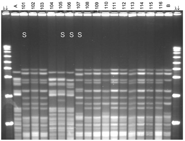 Pulsed-field gel electrophoresis (PFGE) analysis of chromosomal DNA from pharyngeal meningococcus isolates (stained with ethidium bromide). Whole chromosome DNA macrorestriction fragments were generated by digestion with endonuclease SpeI. Shown are examples of sequence type (ST) prediction by PFGE in carried meningococci and diversity among STs. S, isolates tested by multilocus sequence typing (MLST). Lanes λ (arrows), PFGE marker I (Boehringer Mannheim, Mannheim, Germany); lane A, ST-2881, meningitis case isolate, Niger 2003; lanes 101, 102, and 103, ST-11, W135:2a:P1.5,2; lanes 104 and 105, ST-2881, W135:NT:P1.5,2; lane 106, ST-4151, W135:NT:P1.5,2; lane 107, ST-112000, W135:NT:P1.5,2; lanes 108–116, ST-11, W135:2a:P1.5,2; lane B, meningitis case isolate, ST-11, Niger 2003. Isolates 101 and 107 were identified as ST-11 by MLST. Isolates 102, 103, 108, 109, and 111–116 are indistinguishable from isolate 101 and are therefore considered ST-11. The 19 ST-11 isolates had 4 different PFGE patterns, of which 3 are represented by isolates 101, 107, and 110. The pattern of isolate 107 is indistinguishable from the 2000 Hajj epidemic strain (not shown).