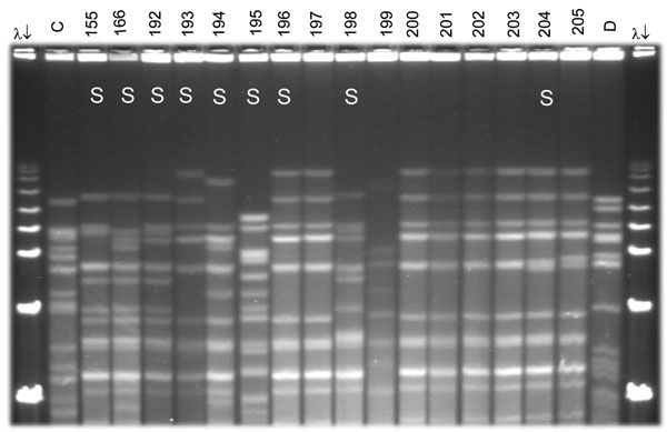 Pulsed-field gel electrophoresis (PFGE) analysis of chromosomal DNA from pharyngeal meningococcus isolates (stained with ethidium bromide). Whole chromosome DNA macrorestriction fragments were generated by digestion with endonuclease SpeI. Shown are examples of sequence type (ST) prediction by PFGE in carried meningococci and diversity among STs types. S, isolates tested by multilocus sequence typing (MLST). Lanes λ (arrows) PFGE marker I (Boehringer Mannheim, Mannheim, Germany); lane C, ST-2881, meningitis case isolate, Niger 2003; lanes 155, 166, and 192–194, ST-192, NG:NT:NST; lane 195, ST-198, NG:15:P1.6; lanes 196–198, ST-192, NG:NT:NST; lane 199, isolate unrelated to the presented study; lanes 200–205, ST-192, NG:NT:NST; lane D, meningitis case isolate, ST-11, Niger 2003. Isolates 192, 193, 194, 196, 198, and 204 were identified as ST-192 by MLST. Isolates 197, 200, 201, 202, and 203 are indistinguishable from isolate 196 and are thus considered ST-192. ST-192 isolates from this study had 10 different PFGE patterns, of which 6 are represented by isolates 155, 166, 192, 194, 196, and 204.