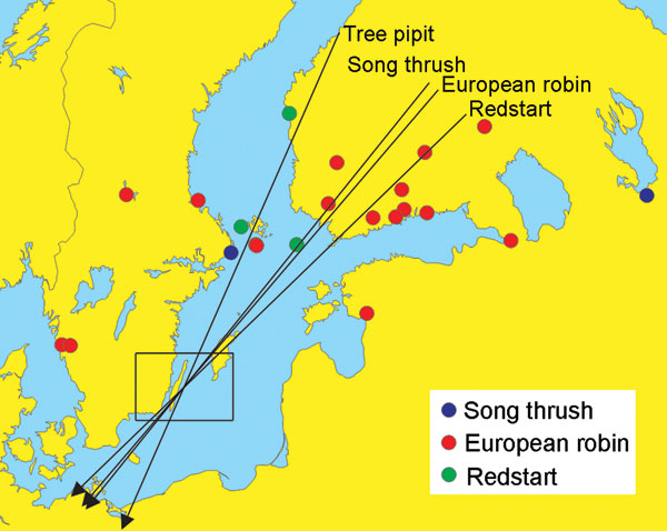 Autumn migration directions (arrows) of tree pipits (Anthus trivialis), robins (Erithacus rubecula), redstarts (Phoenicurus phoenicurus), and song thrushes (Turdus philomelos) banded in southeastern Sweden (area indicated by a square) and recovered within 60 days. Directions: Tree pipit, 203.6º, mean vector length = 0.993, n = 10; robin, 220.5º, mean vector length = 0.928, n = 293; redstart, 225.9º, mean vector length = 0.975, n = 52; and song thrush, 218.8º, mean vector length = 0.947, n = 117. Recovery sites of birds banded in southeastern Sweden and reported from areas north of the banding sites in a following year are also shown as indicated in the legend (no recovery from breeding areas is available for tree pipit).