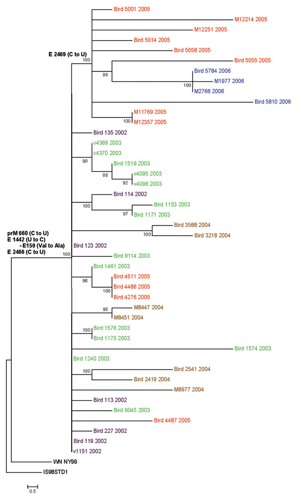 Phylogenetic tree generated by maximum likelihood analysis of a nucleotide alignment of the premembrane and E protein genes (2004 nucleotides) of previous and newly sequenced West Nile virus (WNV) isolates collected in the Houston metropolitan area from 2002 to 2006. The tree was rooted with the most closely related Old World WNV strain, Israel-1998. Maximum likelihood analysis was used to generate trees using PAUP (Version 4.0b11, Sinauer Associates, Sunderland, MA, USA) under the general time-reversible model and a γ distribution of substitution rates with statistical support and tree topology confirmation provided by 1,000 bootstrap replicates (bootstrap values shown at each node). Parsimony informative nucleotide mutations and deduced amino acid substitutions responsible for the observed clade topologies were added to the tree at relevant nodes. The year of isolation is color coded for each isolate on the tree (2002, purple; 2003, green; 2004, brown; 2005, red; 2006, blue), and the scale bar represents 0.5 nt changes.