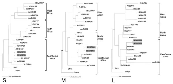 Phylogenetic relationships of the S (small), M (medium), and L (large) RNA segments of Rift Valley fever viruses. Strains isolated in Mauritania (gray shading) are designated H1MAU03 and H2MAU03, according to previous abbreviation guidelines (24). Nucleotide sequences of these segments (S, M, and L) have been submitted to GenBank with the following accession nos., respectively: EF160113, EF160116, and EF160117 for H1MAU03; EF160114, EF160115, and EF160118 for H2MAU03. Branch lengths are proporti