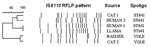 Thumbnail of Comparison of the restriction fragment length polymorphism patterns of Mycobacterium microti strains from Scotland. Spoligo, spoligotyping.