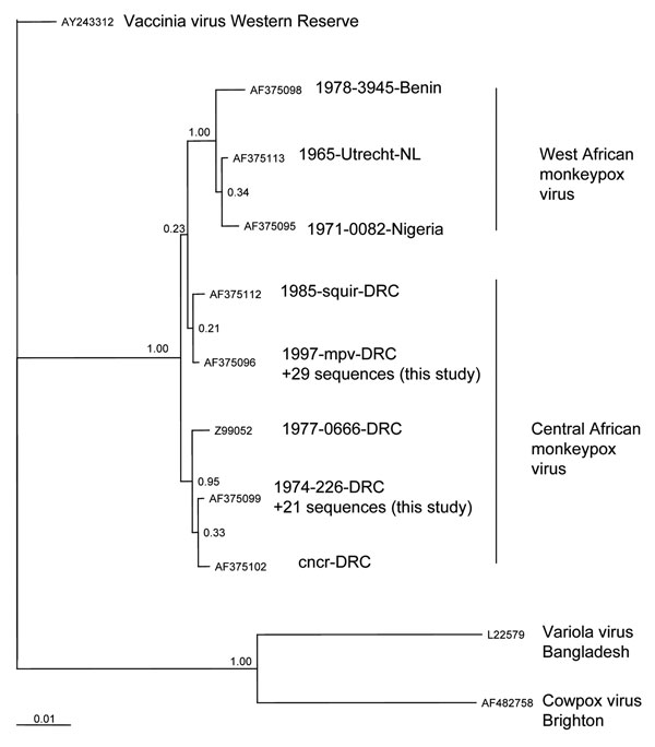 Phylogenetic inference relationships of the open reading frames encoding the hemagglutinin protein of selected strains of vaccinia, variola, cowpox, and monkeypox viruses and monkeypox virus isolates described in this study. Sequences used were cowpox virus Brighton (AF375089), variola virus Bangladesh (AF375129), vaccinia virus Lister (AY678276), monkeypox virus mpv 1997 (AF375096), mvp-squir (AF375112), mpv Zaire 77-0666 (Z99052), mpv-cncr (AF375102), mpv 74-226 (AF375099), mpv-082 (AF375095), mpv-utc (AF375113), and mpv-3945 (AF375098). ClustalW, version 1.83 (10), was used to generate amino acid multiple sequence alignments (pairwise gap opening = 35 and gap extension = 0.75; multiple alignment gap opening = 15 and gap extension = 0.30; Gonnet series). Each alignment was processed using RevTrans (11). Bayesian posterior probability inference of phylogeny used MrBayes, version 3.084. MrBayes settings for the best-fit model (GTR+I+G) were selected by hierarchies for the likelihood ratio test in MrModeltest 2.0 (12). Bayesian analysis was performed with MrBayes; the maximum likelihood model used 6 substitution types (nst = 6). Rate variation across sites was modeled by using a gamma distribution, with a proportion of sites being invariant (rates = invgamma). The Markov chain Monte Carlo search was run for 1 million generations; trees were sampled every 100 generations (the first 4,000 trees were discarded as burn-in). NL, the Netherlands; DRC, Democratic Republic of Congo.