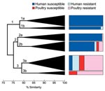 Thumbnail of Dendrogram based on extended virulence profiles of 243 extraintestinal pathogenic Escherichia coli isolates from human feces and poultry products, Minnesota and Wisconsin, 2002–2004. The dendrogram (shown here in simplified form) was constructed by using the unweighted pair group method with arithmetic averages based on pairwise similarity relationships according to the aggregate presence or absence of 60 individual virulence genes plus phylogenetic group (A, B1, B2, D). Triangles indicate arborizing subclusters. Major clusters 1, 2, and 3, and subclusters 1a, 1b, 2a, 2b, 3a, and 3b are indicated. Colored boxes to right of dendrogram show the distribution (by source group) of constituent members of each subcluster. Resistant, resistant to trimethoprim-sulfamethoxazole, nalidixic acid (quinolones), and ceftriaxone or ceftazidime (extended-spectrum cephalosporins). Susceptible, susceptible to all these agents.