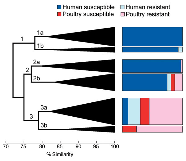 Dendrogram based on extended virulence profiles of 243 extraintestinal pathogenic Escherichia coli isolates from human feces and poultry products, Minnesota and Wisconsin, 2002–2004. The dendrogram (shown here in simplified form) was constructed by using the unweighted pair group method with arithmetic averages based on pairwise similarity relationships according to the aggregate presence or absence of 60 individual virulence genes plus phylogenetic group (A, B1, B2, D). Triangles indicate arborizing subclusters. Major clusters 1, 2, and 3, and subclusters 1a, 1b, 2a, 2b, 3a, and 3b are indicated. Colored boxes to right of dendrogram show the distribution (by source group) of constituent members of each subcluster. Resistant, resistant to trimethoprim-sulfamethoxazole, nalidixic acid (quinolones), and ceftriaxone or ceftazidime (extended-spectrum cephalosporins). Susceptible, susceptible to all these agents.