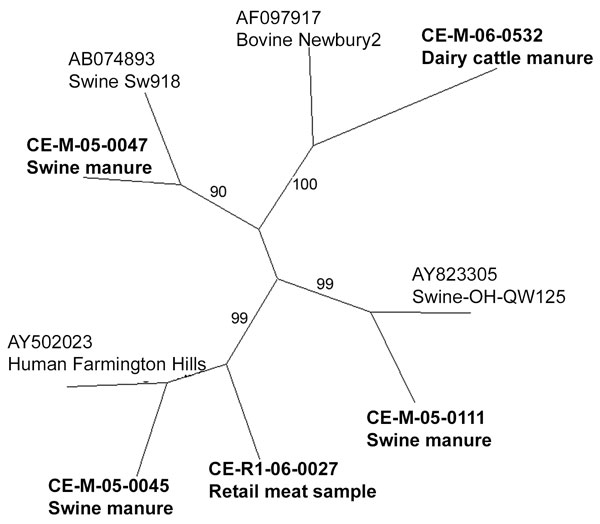 Unrooted neighbor-joining phylogenetic tree of representative noroviral strains and reference strains based on 172 bp of the RNA-dependent RNA polymerase region. GenBank accession nos. are indicated for the 5 reference strains (plain type), and the C-EnterNet sample codes are indicated for the representative strains identified in this study (boldface type). Bootstrap values are shown as percentages along the central branches