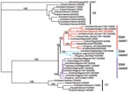 Thumbnail of Phylogenetic tree of hemagglutinin (HA) segments from 36 avian influenza samples. A 2001 strain (A/duck/Anyang/AVL-1/2001) is used as an outgroup at top. Clade V1 comprises the 5 Vietnamese isolates at the bottom of the tree, and clade V2 comprises the 9 Vietnamese isolates near the top of the tree. The European-Middle Eastern-African (EMA) clade contains the remaining 22 isolates sequenced in this study; the 3 subclades are indicated by red, blue, and purple lines. The reassortant strain, A/chicken/Nigeria/1047–62/2006, is highlighted in red. Note that 4 segments including HA from this reassortant fall in EMA-1; the other 4 fall in EMA-2, as shown in Appendix Figure 1. Bootstrap values supporting the 3 distinct EMA clades are taken from a consensus tree based on concatenated whole-genome sequences, excluding the reassortant strain. The consensus tree is provided as Appendix Figure 2.