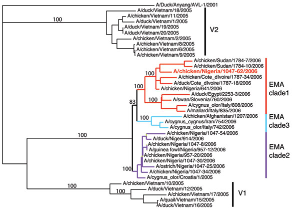 Phylogenetic tree of hemagglutinin (HA) segments from 36 avian influenza samples. A 2001 strain (A/duck/Anyang/AVL-1/2001) is used as an outgroup at top. Clade V1 comprises the 5 Vietnamese isolates at the bottom of the tree, and clade V2 comprises the 9 Vietnamese isolates near the top of the tree. The European-Middle Eastern-African (EMA) clade contains the remaining 22 isolates sequenced in this study; the 3 subclades are indicated by red, blue, and purple lines. The reassortant strain, A/chicken/Nigeria/1047–62/2006, is highlighted in red. Note that 4 segments including HA from this reassortant fall in EMA-1; the other 4 fall in EMA-2, as shown in Appendix Figure 1. Bootstrap values supporting the 3 distinct EMA clades are taken from a consensus tree based on concatenated whole-genome sequences, excluding the reassortant strain. The consensus tree is provided as Appendix Figure 2.