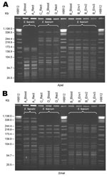 Thumbnail of Pulsed-field gel electrophoresis of linezolid-resistant enterococci (LRE) isolates, hospital A, Tennessee. A) Digestion with ApaI. B) Digestion with SmaI. Isolates labeled A, B, C, and D refer to patients mentioned in the text. Blood, isolate from blood specimen culture; Rect, isolate from perirectal/rectal swab specimen culture; Env, environmental isolate; H9812, S. Braenderup H9812 strain (ATCC BAA-664) (27) used as size marker.