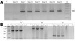 Thumbnail of A) Anaplasma platys nested PCR products of 30 blood samples from dogs in Chile. Positive samples from dogs 7, 12, 17, 19, 23, and 25 are indicated by a 150-bp band. –, PCR-negative control; dog 13, negative control; M, 50-bp DNA ladder. Value on the right is in basepairs. B) Second-round A. platys groESL nested PCR products of dog DNA samples with 3 sets of primers. Group A, SQ5F/SQ4R (790 bp); group B, SQ3F/SQ4R (1,170 bp); group C, SQ3F/SQ6R (360 bp). M, GeneRuler 1-kb DNA ladder (Fermentas, Hanover, MD, USA); Dog 13, negative control; –, PCR-negative control. Values on the left are in basepairs.