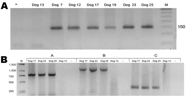 A) Anaplasma platys nested PCR products of 30 blood samples from dogs in Chile. Positive samples from dogs 7, 12, 17, 19, 23, and 25 are indicated by a 150-bp band. –, PCR-negative control; dog 13, negative control; M, 50-bp DNA ladder. Value on the right is in basepairs. B) Second-round A. platys groESL nested PCR products of dog DNA samples with 3 sets of primers. Group A, SQ5F/SQ4R (790 bp); group B, SQ3F/SQ4R (1,170 bp); group C, SQ3F/SQ6R (360 bp). M, GeneRuler 1-kb DNA ladder (Fermentas, Hanover, MD, USA); Dog 13, negative control; –, PCR-negative control. Values on the left are in basepairs.