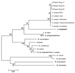 Thumbnail of Phylogenetic relationship between 3 Chilean Anaplasma platys strains and other strains of the families Rickettsiaceae and Anaplasmataceae based on the groESL gene nucleotide sequences. GenBank accession nos. of groESL sequences used to construct the phylogenetic tree were the following: A. platys France Sommieres AY044161; A. platys Lara Venezuelan dog AF399916; A. platys from Rhipicephalus sanguineus ticks in the Democratic Republic of Congo AF478129; A. platys from a dog in Okinawa, Japan AY077621; A. platys from a dog in Louisiana, USA AY008300; A. marginale AF165812; Ehrlichia equi AF172162; E. phagocytophyla U96729; E. chaffeensis L10917; E. canis U96731; E. muris AF210459; Ehrlichia sp. from Ixodes ovatus AB032711; E. ruminantium U13638; Neorickettsia risticii U96732; N. sennetsu U88092; Rickettsia prowazekii Y15783; and Bartonella henselae U96734. Scale bar at the lower left indicates 0.05 substitutions per nucleotide.