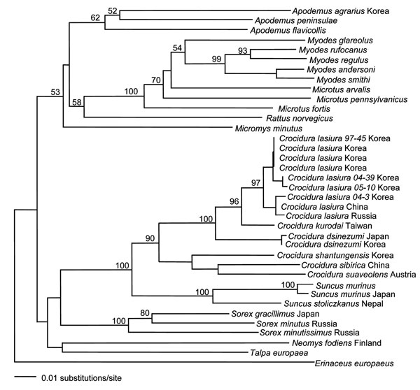 Phylogenetic relationship between Suncus murinus and other insectivores and rodents in a 401-nt cytochrome b region of mitochondrial DNA determined by using the neighbor-joining method. Numbers at each node are bootstrap probabilities determined for 1,000 iterations. Members of the genus Crocidura (white-toothed shrews) belong to the subfamily Crocidurinae. They are distinguished from members of the subfamily Soricinae (red-toothed shrews) by their unpigmented teeth, 3 upper unicuspids, and more prominent ears than either the genera Sorex or Neomys.