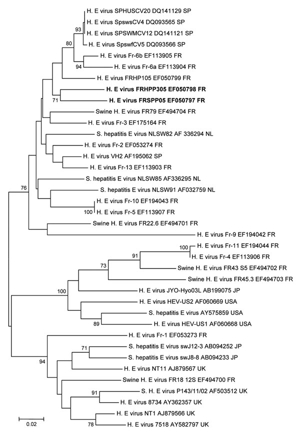 Phylogenetic tree (neighbor-joining method) of hepatitis E virus (HEV) genotype 3 isolates for a 273-nt sequence within the open reading frame 2 gene (corresponding to nt 6078–6350 of the prototype swine genotype 3 pSHEV-3 AY 575859). Patient (EF050798) and pet pig (EF050797) sequences are in boldface and were compared with French isolates or known isolates from regions where HEV is not endemic. GenBank accession no. and country of origin are indicated. Reliability of the different phylogenetic grouping was evaluated by using a bootstrap test (1,000 replications); scores &gt;70% are indicated. Scale bar indicates no. of nucleotide substitutions per site. SP, Spain; FR, France; NL, the Netherlands; JP, Japan; USA, United States; UK, United Kingdom.