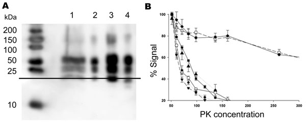 Biochemical characterization of the prion protein (PrPSc) associated with ARR/ARR cases in France and Germany. A) Western blot (stained by monoclonal antibody L42) illustrating that protein kinase (PK)– treated ovine bovine spongiform encephalopathy (BSE) PrPSc has ≈1-kDa lower molecular mass than PrPSc from the scrapie cases. Lane 1, S115/04, molecular mass (MM) 20.95 kDa; lane 2, S83, MM 19.96 kDa; lane 3, S95 classic scrapie, MM 19.64 kDa; lane 4, ovine BSE, MM 18.85 kDa. B) PrPSc PK sensitivity measured by using brain from S83 scrapie case (▲), ARR/ARR BSE in sheep (○), ARQ/ARQ BSE in sheep (●), BSE from bovines (■), an ARR/ARR atypical scrapie case (▼), and 20 randomly selected isolates from sheep with scrapie in France (2 cases shown, represented as □ and ◆). PrPSc ELISA measurements were performed by using the TeSeE Sheep/Goat rapid test (Bio-Rad) after brain homogenate digestion using a PK concentration ranging from 50 µg/mL to 500 µg/mL. Three tests were performed for each sample and PK concentration.