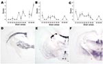 Thumbnail of Lesion profiling (A, B, C) and paraffin-embedded tissue blot characterization of prion protein (PrPSc) deposition at thalamic level (D, E, F). Tests were performed by using formalin-fixed brain from Tg338 mice (expressing the VRQ PrP ovine variant) inoculated with (A, D) ARR/ARR atypical case (B, E) bovine spongiform encephalopathy (BSE) brain from an ARR/ARR sheep (intracerebral inoculation), and (C, F) case S83. Each lesion profile was carried out by using 6 animals. Detection of PrPSc was achieved by using the monoclonal antibody Sha31.