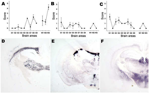 Lesion profiling (A, B, C) and paraffin-embedded tissue blot characterization of prion protein (PrPSc) deposition at thalamic level (D, E, F). Tests were performed by using formalin-fixed brain from Tg338 mice (expressing the VRQ PrP ovine variant) inoculated with (A, D) ARR/ARR atypical case (B, E) bovine spongiform encephalopathy (BSE) brain from an ARR/ARR sheep (intracerebral inoculation), and (C, F) case S83. Each lesion profile was carried out by using 6 animals. Detection of PrPSc was achieved by using the monoclonal antibody Sha31.