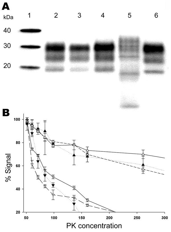 Biochemical properties of prion protein (PrPSc) associated with the ARR/ARR scrapie case S83 from France after passage in Tg 338 VRQ mice. A) Western blot mobility of the original S83 ARR/ARR case (lane 3) and S83 passaged in Tg338 (lane 4) were similar and comparable to a classic scrapie isolate (Langlade, lane 2). PrPSc WB profile of ARR/ARR bovine spongiform encephalopathy (BSE) in sheep (lane 6) and profiles of atypical scrapie case isolates (lane 5) passaged into Tg338 mice were readily distinguishable by their banding pattern or electromobility. B) PrPsc protein kinase (PK) sensitivity of the original S83 isolate (▼) and a classic scrapie isolate (Langlade) (△) compared with S83 (▽) and Langlade (▲) that had been passaged in Tg338 (2 different mice for each isolate). Triplicate ELISA measurements were performed by using the TeSeE Sheep/Goat rapid test (Bio-Rad), after brain homogenate digestion with PK concentration ranging from 50 µg/mL to 500 µg/mL.