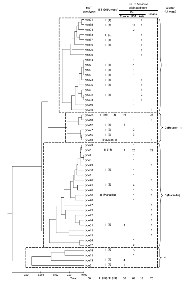 Dendrogram showing the phylogenetic organization of the 50 multispacer typing genotypes identified among 126 Bartonella henselae cat isolates and 75 B. henselae isolates detected in humans, constructed by using the neighbor-joining method. Sequences from the 9 spacers were concatenated. The scale bar represents a 1% nucleotide sequence variation. *I = 16S rDNA type I, II = 16S rDNA type II. The number in the brackets indicates the number of B. henselae strains available for determination of 16S