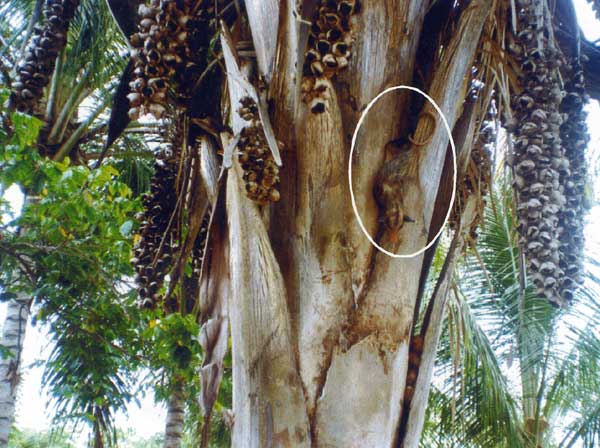 Palm tree (Attalaea phalerata) frond-sheet microsystem and cycle of transmission of Trypanosoma cruzi. This natural dwelling of triatomine species and top predators (Didelphis marsupialis, circle) consists of clefts formed by the insertion of frond sheets into the stipe of babassu palm.