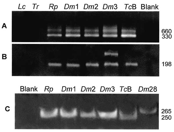 Genotypic characterization of wild-type flagellates by PCR amplification with rDNA and mini-exon specific primers derived from Trypanosoma cruzi. A, template DNAs amplified with mini-exon intergenic spacer primers (38): Blank, negative control; Tcb, archetypic type II T. cruzi Berenice; Rp1, Dm1, Dm2 and Dm3, flagellates isolated from Rhodnius pictipes and from Didelphis marsupialis; Dm28, standard type I, sylvatic T. cruzi isolate. B, same template DNAs amplified with rDNA primers (39-41). Tcb 