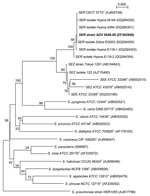 Thumbnail of Neighbor-joining tree showing the phylogenetic placement of strain ADV 6048.06 (boldface) among members of the Streptococcus equi species in the pyogenic group of streptococci. Twenty-three 16S rRNA gene sequences selected from the GenBank database were aligned with that of strain ADV 6048.06 by using ClustalX 1.83 (available from http://bips.u-strasbg.fr/fr/documentation/ClustalX). Alignment of 1,263 bp was used to reconstruct phylogenies by using PHYLIP v3.66 package (http://evolution.genetics.washington.edu/phylip.html). The neighbor-joining tree was constructed with a distance matrix calculated with F84 model. Numbers given at the nodes are bootstrap values estimated with 100 replicates. S. pneumoniae is used as outgroup organism. Accession numbers are indicated in brackets. The scale bar indicates 0.005 substitutions per nucleotide position. Maximum likelihood and parsimony trees were globally congruent with the distance tree and confirmed the placement of the strain ADV 6048.06 in the S. equi subspecies ruminatorum (SER) lineage. SEZ, S. equi subspecies zooepidemicus.