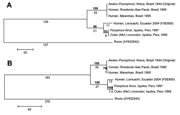 Phylogenetic analysis of the NS5 (A) and E gene (B) regions of 6 Ilheus virus (ILHV) isolates. The sequences were aligned in MegAlign (DNASTAR, Inc., Madison, WI, USA); the alignments were then analyzed by using the maximum parsimony method with 500 bootstrap replicates in the program MEGA 3.1 (10). Rocio virus (GenBank accession no. AY632542) was included as an outgroup in the analysis, based on the phylogram of Kuno and Chang (1). Bootstrap values, shown in boldface above the branch, are percentages derived from 500 samplings; branch lengths are shown below the branch. The sequences generated from our study were deposited in GenBank under accession nos. EF396941–EF396952.