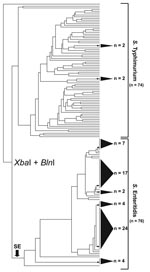 Thumbnail of Simultaneous cluster analysis of Salmonella Enteritidis and S. Typhimurium that used a standard XbaI/BlnI combined PFGE protocol. The dendrogram incorporates 76 S. Enteritidis strains and 74 S. Typhimurium strains and depicts the contrasting ability of pulsed-field gel electrophoresis (PFGE) to genetically differentiate these 2 Salmonella subspecies I serovars. The dendrogram was generated in BioNumerics v.4.061 (Applied Maths, Sint-Martens-Latem, Belgium) by using band-matched XbaI/BlnI PFGE data in conjunction with an unweighted pair group method with arithmetic mean clustering algorithm and a Dice similarity coefficient. Shaded cones to the right of terminal tree branches denote polytomies within the dendrogram; adjacent numbers (n) show the strain totals composing that polytomy. An arrow near the bottom of the tree denotes the basal branch of the S. Enteritidis cluster. The S. Enteritidis portion of the dendrogram comprises strains isolated from Georgia (n = 31), Maryland (n = 8), Pennsylvania (n = 3), Connecticut (n = 3), North Carolina (n = 2), Iowa (n = 2), Tennessee (n = 2), Minnesota (n = 1), Mexico (n = 11), and the People’s Republic of China (n = 6).