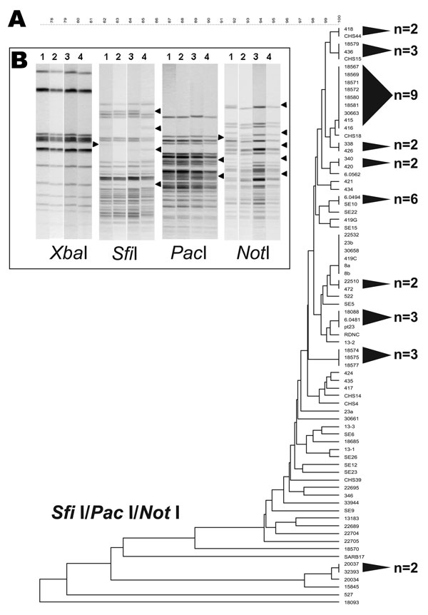 A 3-enzyme pulsed-field gel electrophoresis (PFGE)–based discriminatory scheme of Salmonella Enteritidis. A) Dendrogram derived from the combined analysis of PFGE data from SfiI, PacI, and NotI. Shaded cones to the right of the terminal branches denote polytomies within each dendrogram; adjacent numbers (n) show the strain totals composing their respective polytomies. A scale depicting percent divergence is presented above the dendrogram. B) Examples of S. Enteritidis strain differentiation that used SfiI, PacI, and NotI PFGE patterns. The 4 strains are numbered above the gel lanes as follows: 1, S. Enteritidis 9; 2, S. Enteritidis 12; 3, 22,704; and 4, 22,705. These strains yielded identical PFGE patterns for XbaI and BlnI. XbaI patterns shown here retain no variation among fragments. SfiI, PacI, and NotI showed examples of band polymorphism among DNA fragments.