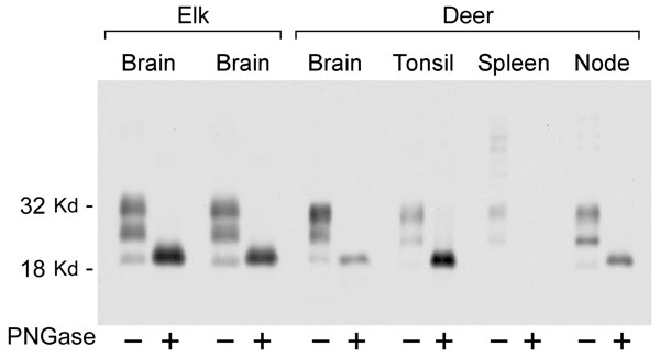 Immunoblot showing disease-associated prion protein from chronic wasting disease–affected elk brain or mule deer brain, tonsil, spleen, and retropharyngeal lymph node before and after treatment with PNGaseF. Alternating lanes show before and after treatment for each tissue. PNGaseF digestion was done as described in Materials and Methods. Ten-milligram equivalents of tissue were used for PNGase F–negative lanes, and 4-mg equivalents of tissue were used for PNGase F–positive lanes. The blot was developed as described in Figure 3.