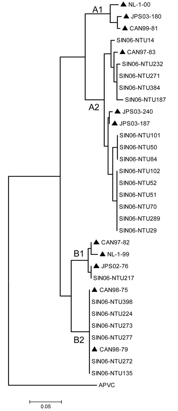 Phylogenetic analyses of nucleotide sequences of HMPV phosphoprotein showing comparisons with Singapore-Nanyang Technological University (SIN06-NTU*) sequences. *The specimen number acquired during the course of the investigation (e.g., SIN06-NTU14) was made with known strains (highlighted ▲) from Canada [CAN99-81 (AY145294, AY145249), CAN97-83 (AY297749), CAN97-82 (AY145295, AY145250), CAN98-75 (AY297748), CAN98-79 (AY145293, AY145248)], Japan [JPS03-180 (AY530092), JPS03-240 (AY530095), JPS03-187 (AY530093), JPS02-76 (AY530089)], and the Netherlands [NL-1-00 (AF371337), NL-17-00 (AY304360), NL-1-99 (AY525843), NL-1-94 (AY304362)]. Avian pneumovirus type C (APVC AY590688) was used as the outgroup.