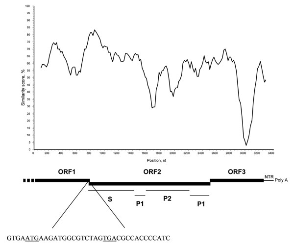 Genome organization of the lion norovirus (NoV) 387/06. A nucleotide identity plot of the genome of the lion NoV (from the 3′ end of open reading frame [ORF] 1 to the poly-A tail) was compared with the human genogroup IV.1 NoV, Fort Lauderdale/560/98/US (AF414426). The sequences were analyzed with Simplot software (http://sray.med.som.jhmi.edu/scroftware/simplot) by using a window size of 200 and step size of 20 with gap strip off and J-C correction on. The ORF1–ORF2 junction region is shown with the starting and stopping codons ATG and TGA underlined. The highly conserved domain S and the highly variable domains P1 and P2 of the capsid protein are also indicated.