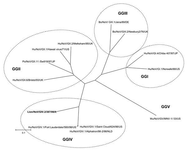 Phylogenetic tree constructed on the full-length amino acid (aa) sequence of the capsid protein. The tree was constructed by using a selection of norovirus (NoV) strains representative of genogroups (GG) I to V. Phylogenetic reconstruction was carried out with the p-distance correction and the neighbor-joining method, supported with bootstrapping &gt;1,000 replications. Distance analysis and phylogenetic inference were carried out using the Mega 3.0 software package (www.megasoftware.net). Strain classification follows the outlines of Wang et al. (7) and Zheng et al. (8); strain designation follows the outlines of Green et al. (9). Bo, bovine; DE, Germany; UK, United Kingdom; Hu, human; JP, Japan; US, United States; Mu, murine; NLD, the Netherlands; Po, porcine.