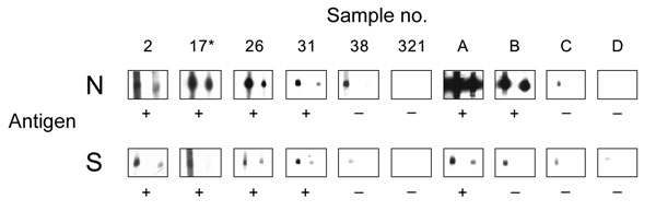 Results of Western blot analysis with recombinant severe acute respiratory syndrome–associated coronavirus (SARS-CoV) nucleocapsid (N) and spike (S) protein. Shown are examples for SARS-CoV ELISA–positive (2, 17, 26, 31) and –negative (38, 321) bat serum specimens tested using full-length recombinant SARS-CoV N and a fragment of the S protein (amino acids 318–510). Serum specimens were diluted 1:2,500 (left strips) and 1:5,000 (right strips). Secondary detection was performed by incubating the nitrocellulose strips with horseradish peroxidase (HRP)–labeled goat-antibat immunoglobulin (Ig) (Bethyl, Montgomery, AL, USA) (1:10,000). For chemiluminescence, SuperSignal Dura substrate (Pierce, Rockford, IL, USA) was added and films exposed for 1 min. Serum 17* was used as a reference for comparing blots. For evaluation purposes, strips were also incubated with human SARS-CoV–positive (A, B) and –negative serum specimens C and D (HCoV-NL63 positive) at the same dilutions, using goat-antihuman Ig HRP (1:20,000) for secondary detection. Serum specimens that produced signals at a dilution of 1:5,000 were recorded as positive (+).