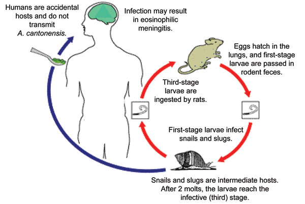 Life cycle of Angiostrongylus cantonensis. Source: www.dpd.cdc.gov/dpdx, a website developed and maintained by the Centers for Disease Control and Prevention.