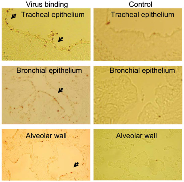 Binding of fluorescein isothiocyanate–labeled influenza (H5N1) virus to formaldehyde-fixed, paraffin-embedded tissue slides of dog respiratory tract tissues. Left panel shows binding of virus (arrow). Right panel shows blocking of virus binding by competitive binding of Maackia amurensis lectin to sialic acid α2,3 galactose.