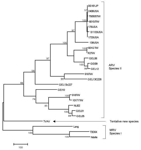 Maximum parsimony tree based on a 916-bp nucleotide sequence of the σC gene. The scale bar indicates a branch length corresponding to 100 character-state changes. Bootstrap support values &lt;50 are not shown. The tentative species is shown together with the closest relatives within the Orthoreovirus genus; avian orthoreovirus (ARV), mammalian orthoreovirus (MRV). GenBank accession nos.: AF204946, AF204945, AF204950, AF204947, AF18358, L39002, AF004857, AF218359, AF297217, AF297213, AF354224, AF354220, AF354225, AF297214, AF354226, AF354227, AF354219, AF297215, AF297216, AF354229, AF354221, AF354223, DQ470139, M10260, AY785910, AF368035.
