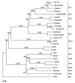 Thumbnail of Phylogenetic tree of sapoviruses on the basis of entire nucleotide sequences of the capsid protein. Different genogroups and genotypes are indicated. The numbers on each branch indicate the bootstrap values for the genotype. The scale bar at the lower left represents nucleotide substitutions per site. GenBank accession nos. for reference strains: Arg39, AY289803; Bristol, HCA249939; C12, AY603425; Chiba000496, AJ412800; Chiba010658, AJ606696; Cruise ship, AY289804; Dresden, AY694184; Ehime643, DQ366345; Ehime1107, DQ058829; Houston27, U95644; Manchester, X86560; Mc2, AY237419; Mc10, AY237420; Mc114, AY237422; Mex340, AF435812; NK24, AY646856; Parkville, U73124; PEC, AF182760; Potsdam, AF294739; Sapporo, U65427; SK15, AY646855; Stockholm, AF194182; SW278, DQ125333; Syd3, DQ104357; Syd53, DQ104360; and Yokote1, AB253740.