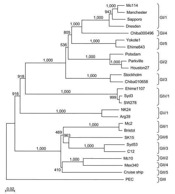 Phylogenetic tree of sapoviruses on the basis of entire nucleotide sequences of the capsid protein. Different genogroups and genotypes are indicated. The numbers on each branch indicate the bootstrap values for the genotype. The scale bar at the lower left represents nucleotide substitutions per site. GenBank accession nos. for reference strains: Arg39, AY289803; Bristol, HCA249939; C12, AY603425; Chiba000496, AJ412800; Chiba010658, AJ606696; Cruise ship, AY289804; Dresden, AY694184; Ehime643, DQ366345; Ehime1107, DQ058829; Houston27, U95644; Manchester, X86560; Mc2, AY237419; Mc10, AY237420; Mc114, AY237422; Mex340, AF435812; NK24, AY646856; Parkville, U73124; PEC, AF182760; Potsdam, AF294739; Sapporo, U65427; SK15, AY646855; Stockholm, AF194182; SW278, DQ125333; Syd3, DQ104357; Syd53, DQ104360; and Yokote1, AB253740.