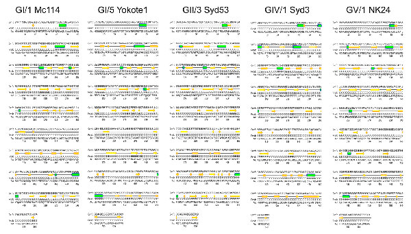 Schematic representations of complete predicted secondary structure of sapoviruses GI/1 Mc114, GI/5 Yokote1, GII/3 Syd53, GIV/1 Syd3, and GV/1 NK24 VP1. The first line shows level of confidence of prediction (Conf), where 10 represents high and 0 represents low confidence of prediction. The second line shows predicted secondary structure (Pred), where helix is indicated by a green cylinder, β strand by a yellow arrow, and coil by a line. The third line also shows predicted secondary structure (Pred), where helix is indicated by an H, β strand by an E, coil by a C. The fourth line shows amino acid (AA) sequence.
