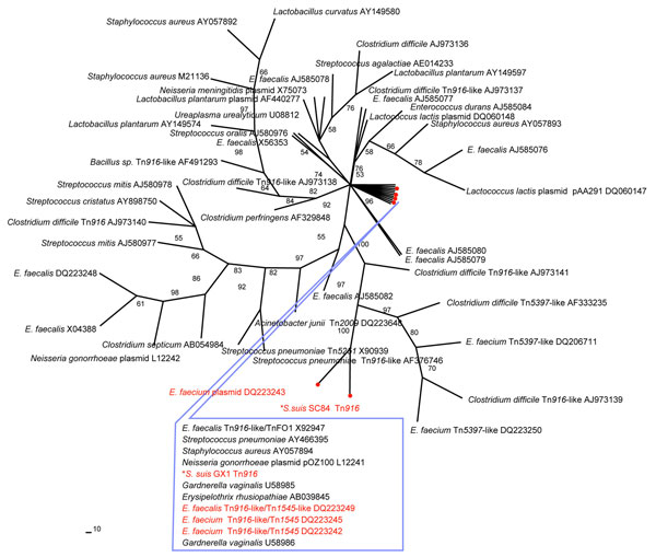 Phylogenetic relationship of the tetM sequences of Streptococcus suis. An unrooted maximum-parsimony tree was based on multiple aligned partial tetM sequences of 2 S. suis (asterisk) and 53 reference sequences retrieved from GenBank. The alignment length for the analysis was 1,415 bp. If available, the designation of the tetM-carrying plasmid or transposon is indicated, followed by the GenBank accession number. Percent bootstrap support at each internal node was based on 200 replicate trees. The sequences of known pig origin are marked in red.