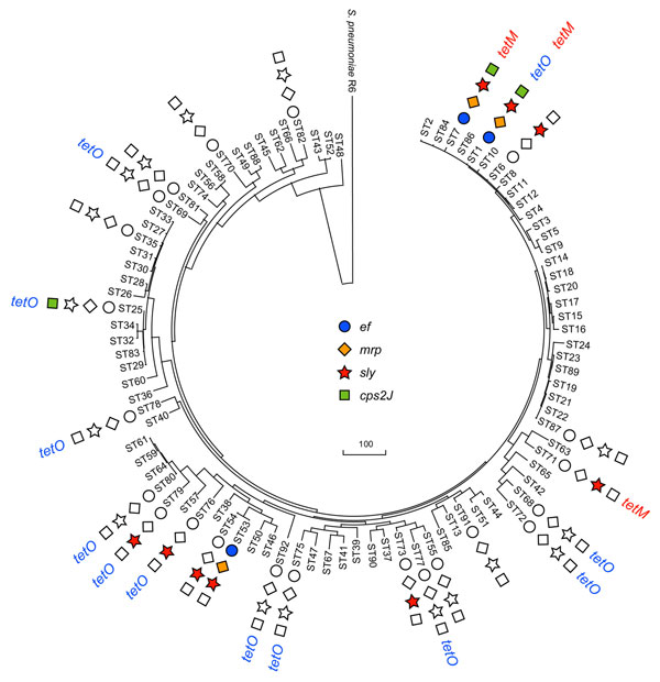 Horizontal transfer events of virulence genes and conjugative transposon Tn916 with tetM in Streptococcus suis sequence types. The rooted maximum-parsimony tree was based on the concatenated sequences of 7 housekeeping genes used for multilocus sequence typing analysis of S. suis by using S. pneumoniae R6 as the outgroup. Virulence genes acquired by strains of various sequence types were from this study and other published papers. The colored labels indicate positive detection; uncolored labels indicate negative results for the virulence gene; no label indicates that the strain was not available for testing. The scale bar indicates a branch length corresponding to 100 character-state changes.