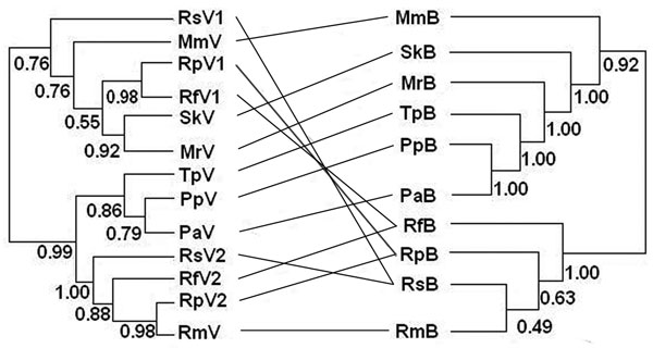 Phylogenetic relationships between coronaviruses (left) and their host bat species added for reference (right). Abbreviations on both sides denote viruses harbored by bats (marked as V on the left) and bats (marked as B on the right). Rs, Rhinolophus sinicus; Mm, Miniopterus magnater; Sk, Scotophilus kuhlii; Rp, R. pearsoni; Mr, Myotis ricketti; Rf, R. ferrumequinum; Tp, Tylonycteris pachypus; Pp, Pipistrellus pipistrellus; Pa, P. abramus; Rm, R. macrotis. Values below branches are Bayesian posterior probabilities. Although some of these values are low, our analysis demonstrated a pathway for future study (28). Lines between the 2 trees were added to help visualize virus and host sequence congruence or incongruence.