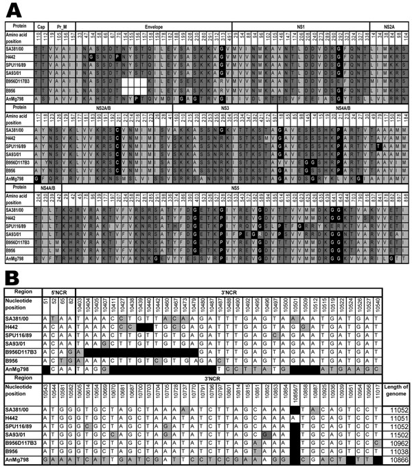 A) Amino acid differences between South African lineage 2 strains of West Nile virus (WNV) strains sequenced in the present study and previously published lineage 2 strains. Strain SA381/00 is less neuroinvasive than the highly neuroinvasive strains SA93/01, H442, and SPU116/89. Light gray, hydrophobic amino acids; dark gray, hydrophilic amino acids; black, structural-determining amino acids; white blocks, deletion of the glycosylation site in the envelope protein of the B956D117B3 strain. Numbering is according to the SA381/00 genome position for specific genes. Cap, capsid; prM, premembrane; NS, nonstructural. B) Nucleotide differences in the noncoding 5′ and 3′ regions of lineage 2 strains. Numbering is according to WNV strain SA381/00. Black, deletions; gray, nucleotide differences. The length of each genome is given in the last column. (Strain AnMg798 is incomplete in the GenBank database and may thus be longer than indicated.)