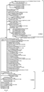 Thumbnail of Distance analysis of envelope glycoprotein of West Nile virus isolates collected during 1999–2006 epidemics in the United States. Phylogram is based on maximum parsimony analysis of complete nucleotide sequences of the envelope gene. Diamonds indicate isolates from this study. All isolates from clade 2 (WN02 strain) contained conserved mutations at positions 1442 (T → C) and 2466 (C → T). Values near branches represent percentage support by parsimony bootstrap analysis. Scale bar represents a 1-nt change.