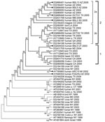 Thumbnail of Phylogenetic tree of complete genomes of West Nile virus (WNV) isolates collected during the 1999–2005 epidemics in the United States. Phylogeny reconstruction was estimated by using MEGA version 3.1 (www.megasoftware.com) on the basis of maximum parsimony analysis. Solid circles indicate isolates from this study. Values near branches represent percentage support by parsimony bootstrap analysis. Some parsimony-informative positions (1442, 2446, 4146, 6138, 6721, 8811, 10408, and 10851) play an important role in topologic arrangement of the tree and outgroup configurations. The tree was rooted with prototype WNV isolate WN-NY99 (AF196835) and the most closely related Old World isolate, IS-98 (AF481864). Culex q., Culex. quinquefasciatus; Culex t., Cx. tarsalis; Culex p., Cx. pipiens. WNV genotype is color coded: green, WN99; blue, WN02.