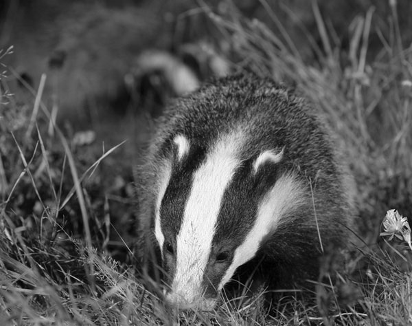 Badger: a new natural reservoir of human rabies? (Image source: Ian Stickland)