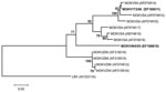 Thumbnail of Phylogenetic tree based on 267 nt of partial nucleoprotein gene sequences of Moloka virus (MOKV) identified with the N1-N2 primer set as described (12). The tree shows phylogenetic positions of 2 recently identified cases of MOKV infection from South Africa (MOKV173/06 from a cat and MOKV404/05 from a dog) (in boldface) relative to previously characterized MOKV isolates from South Africa (SA) and Zimbabwe (ZIM) and Lagos bat virus (LBV) as the outgroup. GenBank accession nos. are shown in parenthesis. Bootstrap support values &gt;70% are considered significant and indicated. Scale bar shows nucleotide substitutions per site.