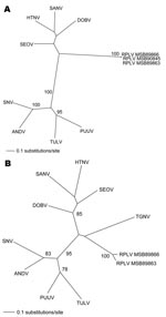 Thumbnail of Phylogenetic trees generated by maximum likelihood method and generalized time reversible + I + G model of evolution as estimated from data on alignment of the partial (A) 1,390-nt medium (M)– and (B) 490-nt large (L)–genomic segments of Camp Ripley virus (RPLV). Phylogenetic positions of RPLV strains MSB89863, MSB89866, and MSB90845 are shown in relationship to representative Murinae rodentborne hantaviruses, including Hantaan virus (HTNV 76–118, NC_005219, NC_005222), Sangassou virus (SANV SA14, DQ268651, DQ268652), Dobrava virus (DOBV AP99, NC_005234, NC_005235), and Seoul virus (SEOV 80 39, NC_005237, NC_005238); Arvicolinae rodentborne hantaviruses, including Tula virus (TULV M5302v, NC_005228, NC_005226) and Puumala virus (PUUV Sotkamo, NC_005223, NC_005225); and Neotominae and Sigmodontinae rodentborne hantaviruses, including Andes virus (ANDV Chile 9717869, NC_003467, NC_003468) and Sin Nombre virus (SNV NMH10, NC_005215, NC_005217). Tanganya virus (TGNV Tan826, EF050454) from the Therese shrew (Crocidura theresae) is also shown. Host identification of Blarina brevicauda was confirmed by morphologic assessment of voucher specimens and by mitochondrial DNA sequences (data not shown). The numbers at each node are bootstrap support values (expressed as the percentage of replicates in which the node was recovered), as determined for 100 maximum likelihood iterations under the same model of evolution by PAUP version 4.0 (http://paup.csit.fsu.edu). The scale bar indicates 0.1 nt substitutions per site. GenBank accession nos. for RPLV: M (EF540774, EF540775, EF540773) and L (EF540771, EF540772).